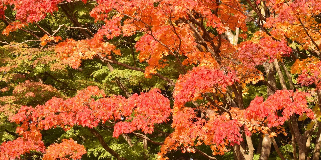 山火事は春だけじゃない——網走の山林火災と、秋の林野火災のデータ